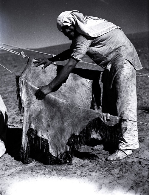بادیه نشینان عربستان